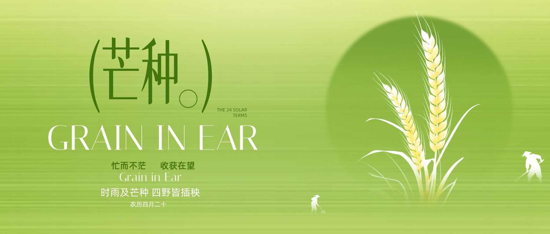 芒种|忙而不茫，收获在望。